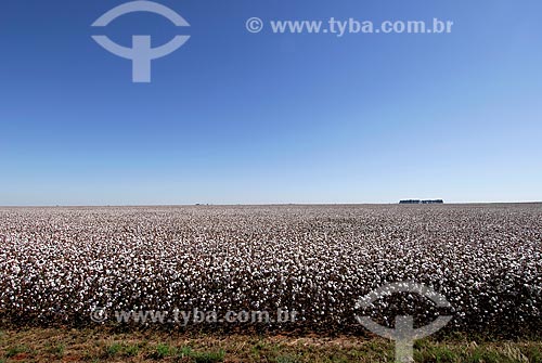  Subject: Cotton plantation near Emas National Park. / Place: Chapadao do Ceu town - Goias state (GO) - Brazil / Date:  