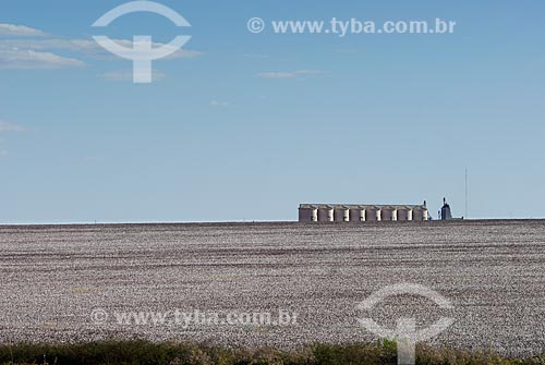  Subject: Cotton plantation near Emas National Park. / Place: Costa Rica town - Mato Grosso do Sul state (MS) - Brazil / Date: 26 julho 2006 