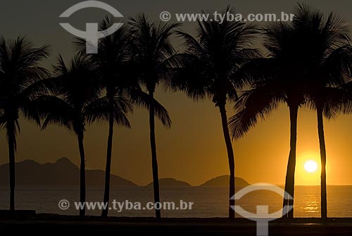  Subject: Coconut trees at Copacabana Beach at sunrise. / Place: Copacabana - Rio de Janeiro city - Rio de Janeiro state (RJ) - Brazil / Date: 08 julho 2007 