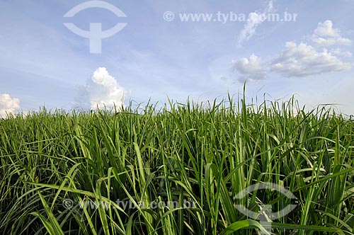  Subject: Sugar cane plantation  / Place:  Holambra - Sao Paulo state - Brazil  / Date: 11/2009 