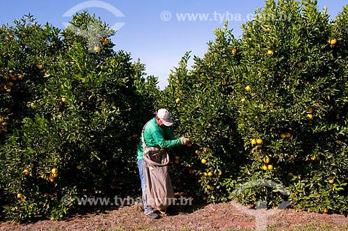  Subject: Harvest of lime oranges  / Place:  Conchal city - Sao Paulo state - Brazil  / Date: 06/2010 