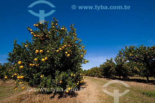  Subject: Orchard with Murcott Tangerines in a fruit farm  / Place:  Conchal city - Sao Paulo state - Brazil  / Date: 06/2010 
