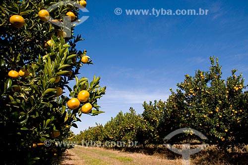  Subject: Orchard with Murcott Tangerines in a fruit farm  / Place:  Conchal city - Sao Paulo state - Brazil  / Date: 06/2010 