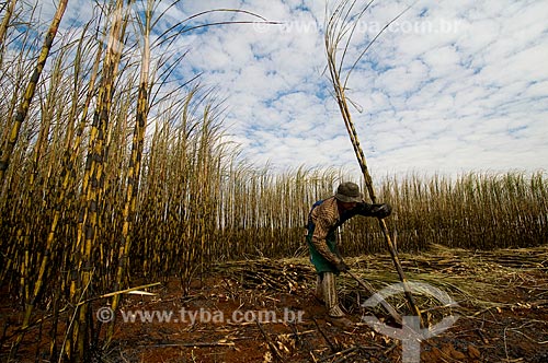  Subject: Manual harvest of Sugar cane  / Place:  Cordeiropolis - Sao Paulo state - Brazil  / Date: 06/2010 