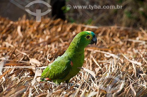  Subject: Parrot in a Kalapalo village - Xingu Indian Park  / Place:  Querencia - Mato Grosso state - Brazil  / Date: 07/2009 