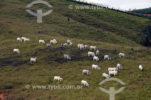  Subject: Nelore cattle grazing  / Place:  Carmo do Rio Claro - Minas Gerais state - Brazil  / Date: 07/2009 