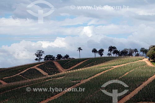  Subject: Tomatoes plantation in a slope of the hill   / Place:  Local: Carmo do Rio Claro - Minas Gerais - Brazil  / Date: 07/2009 