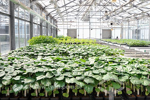  Subject: Researches greenhouse - Genetically modified cotton in Chesterfield  / Place:  Chesterfiel - Sant Louis - Missouri - United States of America - USA  / Date: 08/2009 