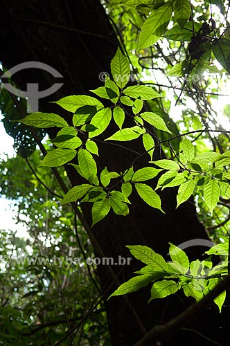  Subject: Tree leaves in the amazon lowlands at the margin of the Mamiraua Lake  / Place:  Mamiraua Sustainable Development Reserve - Amazonas state - Brazil  / Date: 2007 