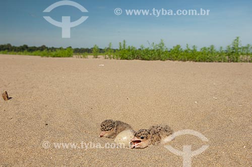 Subject: Large-billed Tern (Phaetusa simplex)  / Place:  Tapiira Beach - Japura River - Amana Sustainable Development Reserve - Amazonas state - Brazil  / Date: 2007 