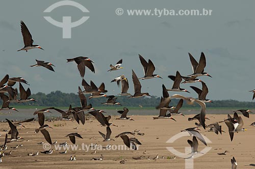  Subject: Black Skimmer (Rynchops niger cinerescens) and Large-billed Tern (Phaetusa simplex) flying  / Place:  Tapiira Beach - Japura River - Amana Sustainable Development Reserve - Amazonas state - Brazil  / Date: 2007 