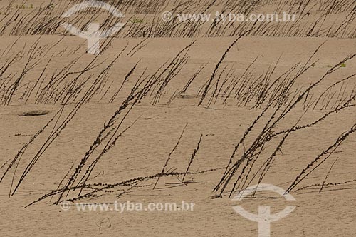  Subject: Vegetation on river beach  / Place:  Tapiira Beach - Japura River - Amana Sustainable Development Reserve - Amazonas state - Brazil  / Date: 2007 