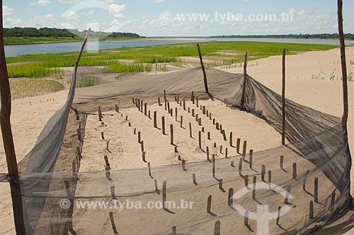  Subject: Turtle nursery in the Tapiira beach, in the Japura river  / Place:  Amana Sustainable Development Reserve - Amazonas state - Brazil  / Date: 2007 