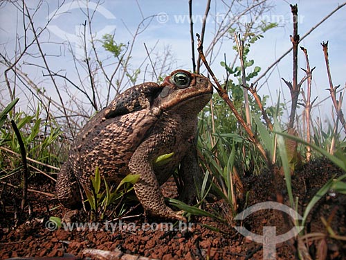  Subject: Cururu toad (Bufo sp.) in the Emas National Park  / Place:  Goias state - Brazil  / Date: 2003 