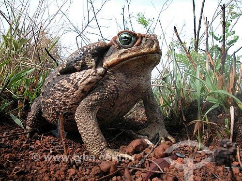  Subject: Cururu toad (Bufo sp.) in the Emas National Park  / Place:  Goias state - Brazil  / Date: 2003 