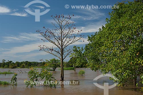  Subject: Mungubeira (Pseudobombax munguba) in the lowlands of the Amazonas River / Place:  Manaus - Amazonas state - Brazil  / Date: 2007 