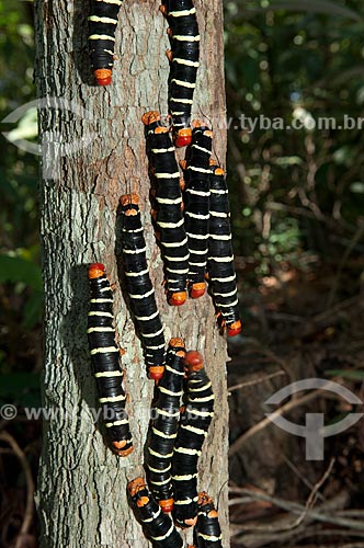  Subject: Gregarious moth catterpilars in the Mindu Municipal Park  / Place:  Manaus city - Amazonas state - Brazil  / Date: 2007 