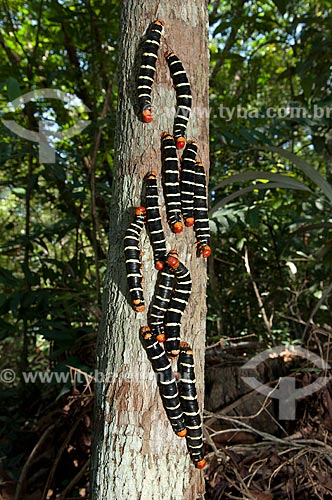  Subject: Gregarious moth catterpilars in the Mindu Municipal Park  / Place:  Manaus city - Amazonas state - Brazil  / Date: 2007 