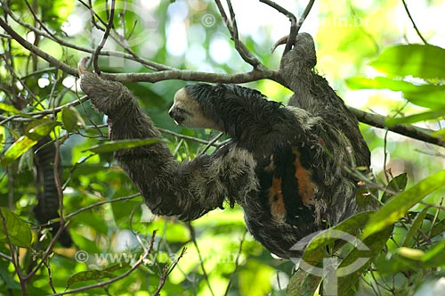  Subject: Pale-throated Sloth (Bradypus tridactylus) eating leaves in the Mindu Municipal Park  / Place:  Manaus city - Amazonas state - Brazil  / Date: 2007 