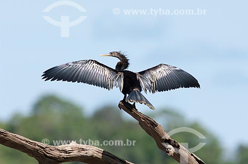  Subject: Male snakebird (Anhinga anhinga) in the margin of the Mamiraua lake  / Place:  Mamiraua Sustainable Development Reserve - Amazonas state - Brazil  / Date: 2007 