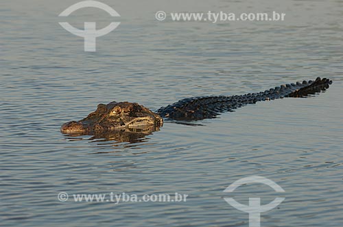  Subject: Black Caiman (Melanosuchus niger) in the Mamiraua lake  / Place:  Sustainable Development Reserve of Mamiraua - Amazonas state - Brazil  / Date: 2007 