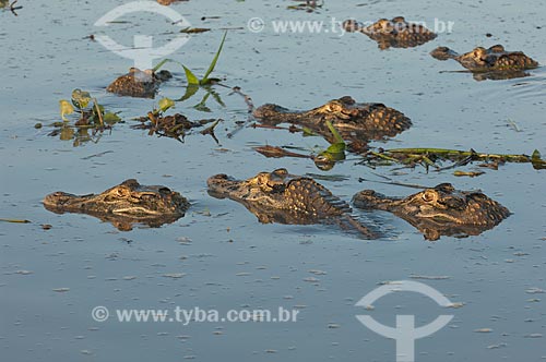  Subject: Black Caiman (Melanosuchus niger) in the Mamiraua lake  / Place:  Sustainable Development Reserve of Mamiraua - Amazonas state - Brazil  / Date: 2007 