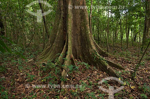  Subject: Amazon rainforest during the dry season at the margin of the Mamiraua lake  / Place:  Mamiraua Sustainable Development Reserve - Amazonas state - Brazil  / Date: 2007 
