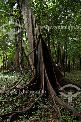  Subject: Amazon rainforest during the dry season at the margin of the Mamiraua lake  / Place:  Mamiraua Sustainable Development Reserve - Amazonas state - Brazil  / Date: 2007 