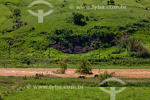  Subject: Horses grazing at the margin of the Paraiba do Sul River  / Place:  Near to Vassouras - Vale do Paraiba - Rio de Janeiro state - Brazil  / Date: janeiro 2011 