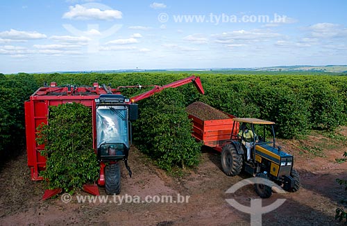  Subject: Mechanized harvesting of coffee  / Place:  Garca - Sao Paulo state  / Date: 06/2010 