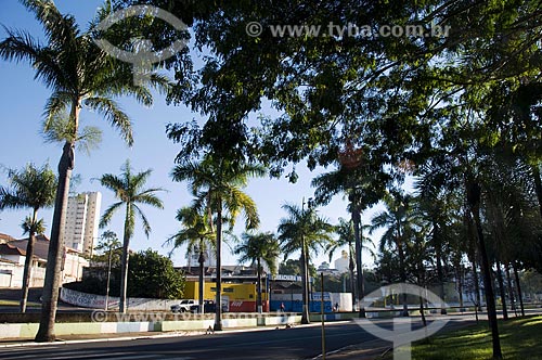  Subject: Vicente Jose Parisi Avenue - royal palm tree / Place: Taquaritinga city - Sao Paulo state - Brazil  / Date: 08/2009 