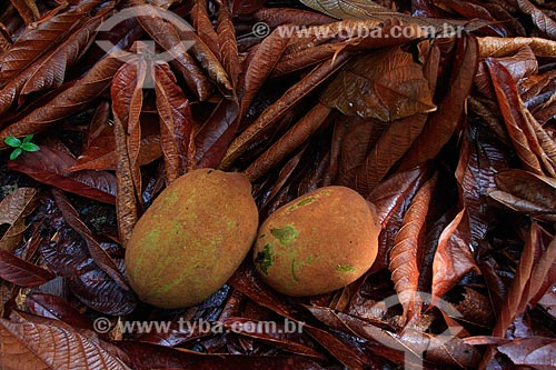  Subject: Fruit Cupuaçu / Place: Manaus city - Amazonas state - Brazil  / Date: 03/2011 