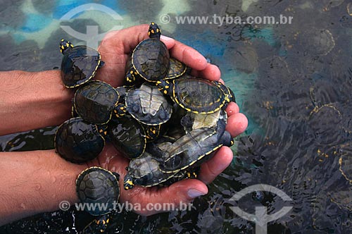  Subject: Hands holding baby turtles / Place: Manaus city - Amazonas state - Brazil  / Date: 03/2011 