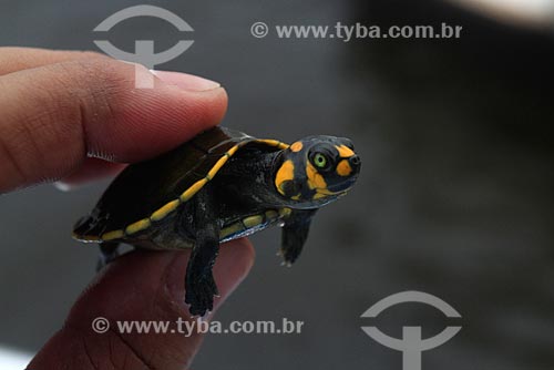  Subject: Hand holding baby turtle / Place: Manaus city - Amazonas state - Brazil  / Date: 03/2011 