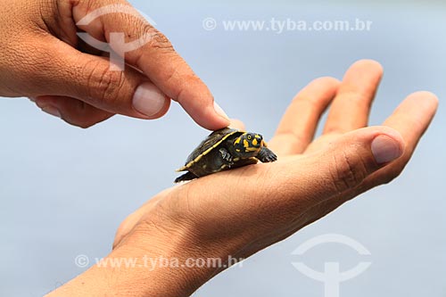  Subject: Hand holding baby turtle / Place: Manaus city - Amazonas state - Brazil  / Date: 03/2011 