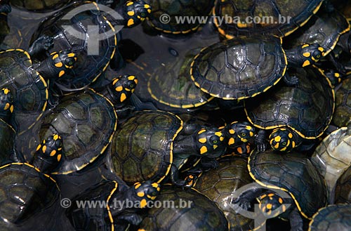  Subject: Baby turtles / Place: Manaus city - Amazonas state - Brazil  / Date: 03/2011 