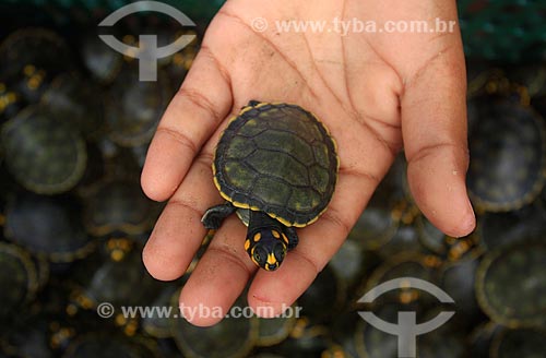  Subject: Hand holding baby turtles / Place: Manaus city - Amazonas state - Brazil  / Date: 03/2011 