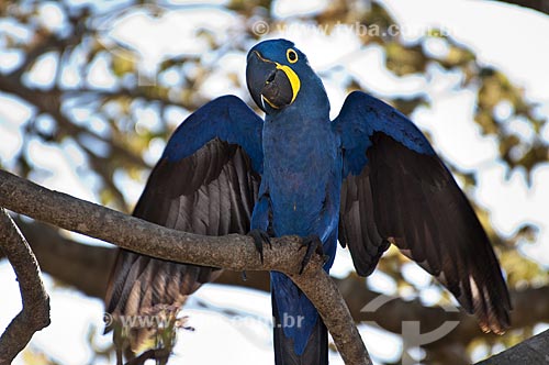  Subject: Macaw supported on the branch / Place: Pantanal - Mato Grosso do Sul state - MS - Brazil / Date: 10/2010 