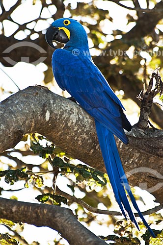  Subject: Macaw supported on the branch / Place: Pantanal - Mato Grosso do Sul state - MS - Brazil / Date: 10/2010 