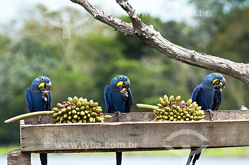  Subject: Hyacinth macaws eating fruit of bacuri / Place: Pantanal - Mato Grosso do Sul state - MS - Brazil / Date: 10/2010 