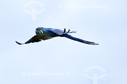  Subject: Macaw flying / Place: Pantanal - Mato Grosso do Sul state - MS - Brazil / Date: 10/2010 