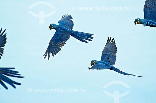  Subject: Hyacinth macaws flying / Place: Pantanal - Mato Grosso do Sul state - MS - Brazil / Date: 10/2010 