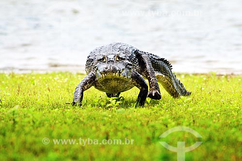 Subject: Pantanal alligator out of the river / Place: Pantanal - Mato Grosso do Sul state - MS - Brazil / Date: 10/2010 