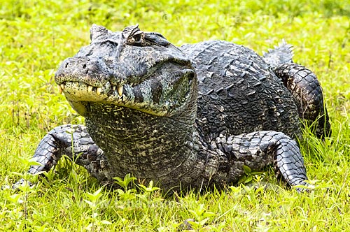  Subject: Pantanal alligator / Place: Pantanal - Mato Grosso do Sul state - MS - Brazil / Date: 10/2010 