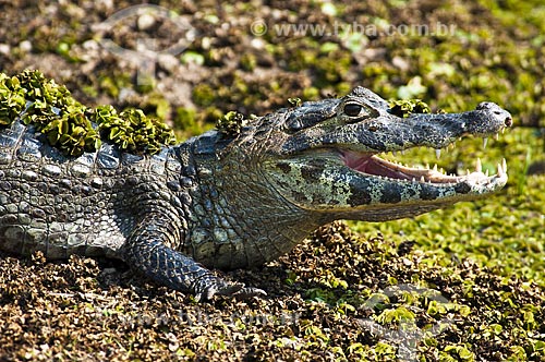  Subject: Pantanal Alligator with mouth open / Place: Pantanal - Mato Grosso do Sul state - MS - Brazil / Date: 10/2010 