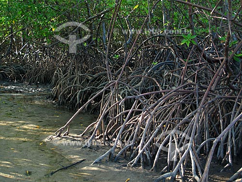  Subject: Mangrove in Mouth Ipojuca river - Porto de Galinhas / Place: Ipojuca city - Pernambuco state (PE) - Brazi / Date: 03/2011 