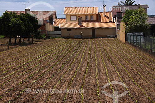  Subject: Small properties family farms / Place: Agueda - Portugal - Europe / Date: 03/2011 