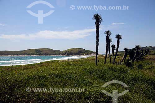  Subject: Restinga vegetation in Pero beach / Place: Cabo Frio city - Rio de Janeiro state (RJ) - Brazil  / Date: 12/2010  