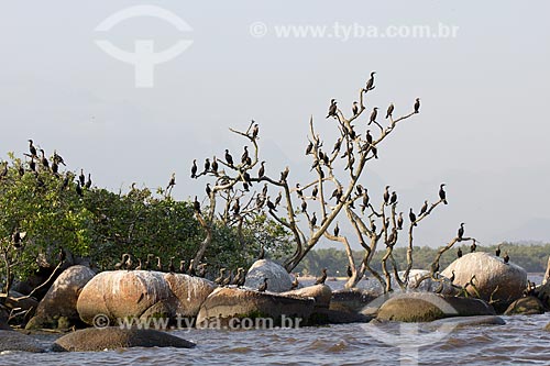  Subject: Cormorants in the Area of Environmental Protection Guapimirim / Place: Mage city  -  Rio de Janeiro state  -  Brazil  / Date: 10/2010 