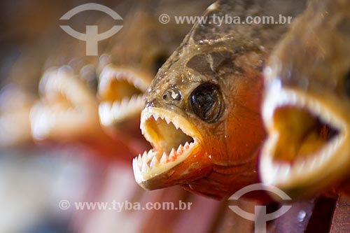  Subject: Stuffed piranha (fish) being sold in a indian handcraft fair / Place: Manaus city - Amazonas state - Brazil / Date: 02/2011 